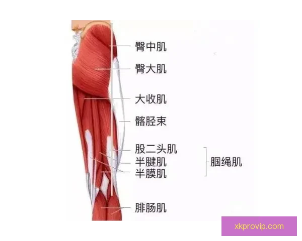 24岁后五次腿筋拉伤 伤病专家预测回归中心需三至六周